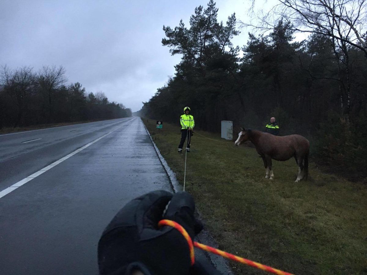 Politie vangt paard op A28 bij 't Harde