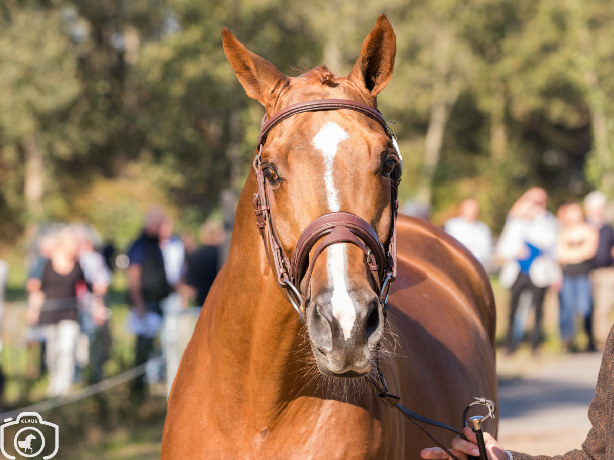 Exloo: Alle paarden en pony's goedgekeurd in veterinaire keuring