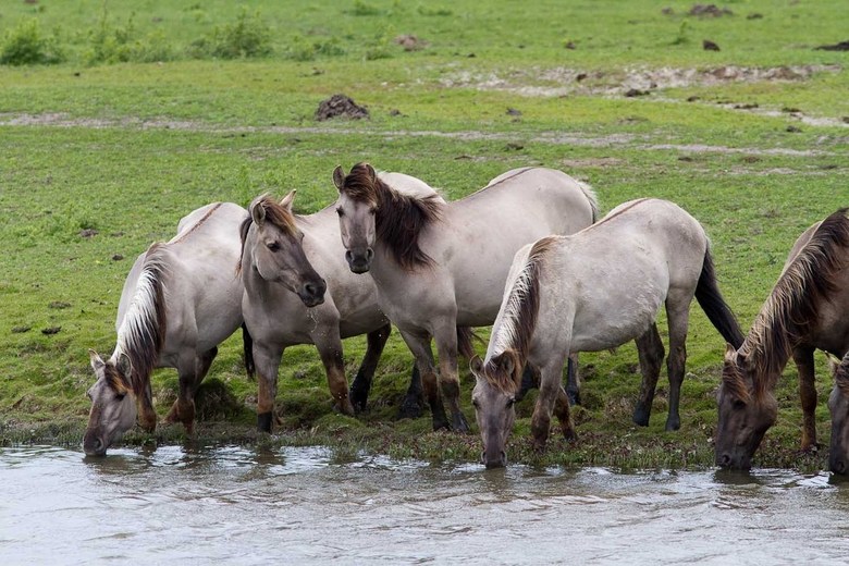 150 Konikpaarden vertrekken in juli naar Wit-Rusland