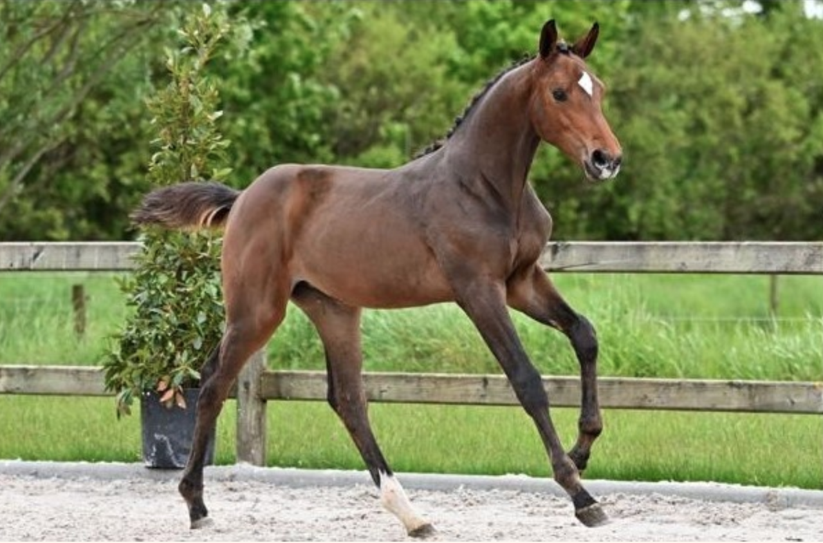 Horse Select Auction pakt uit met vijf sterren veiling collectie