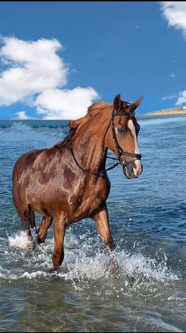 Paard overleden na struikeling op strand