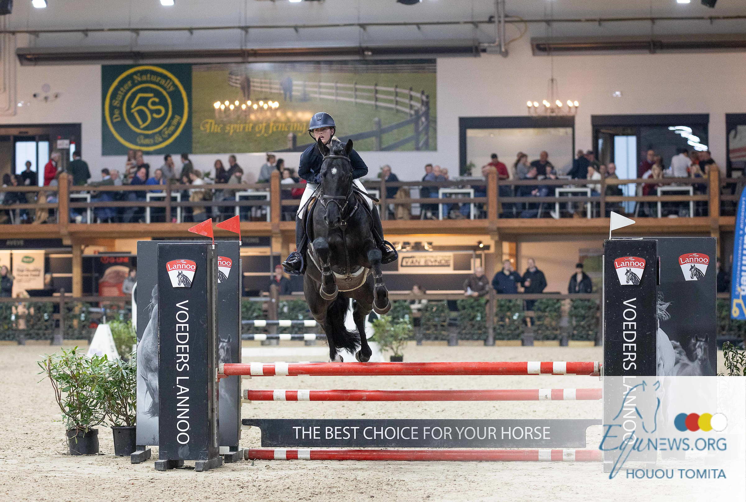 Belgian Stallion Competition: 18 kampioenen bij 4-jarigen, Liv Huijbregts dubbel foutloos